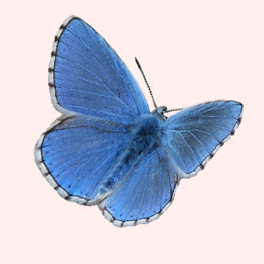 free butterfly svg